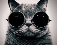 pic for Cat With Glasses 
